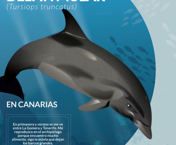 Poster Bandera Azul y LIDL: El Delfín Mular
