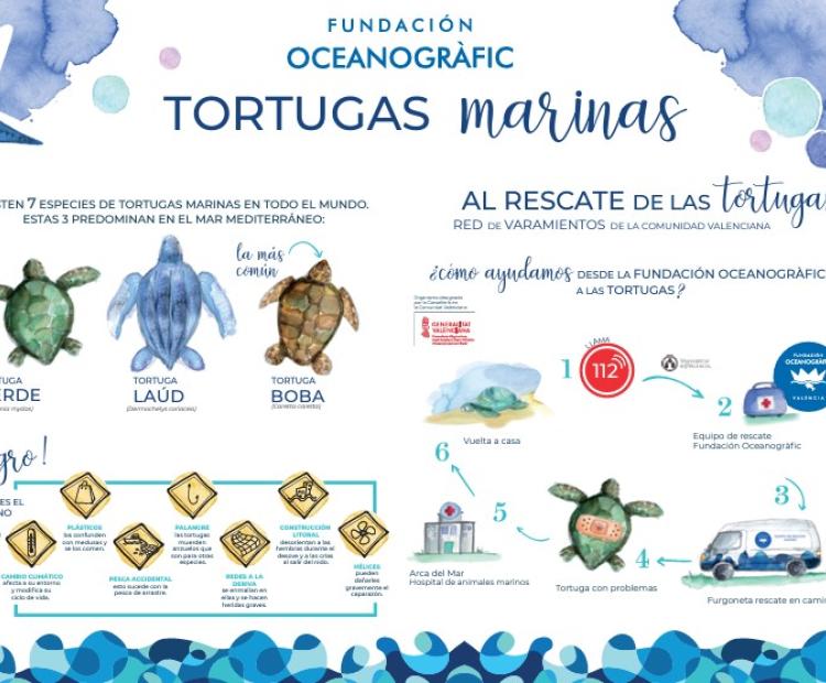 Fundación Oceanogràfic. Campaña conservación tortugas marinas