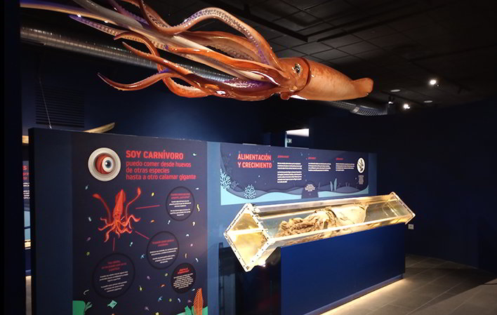 Museo del Calamar Gigante