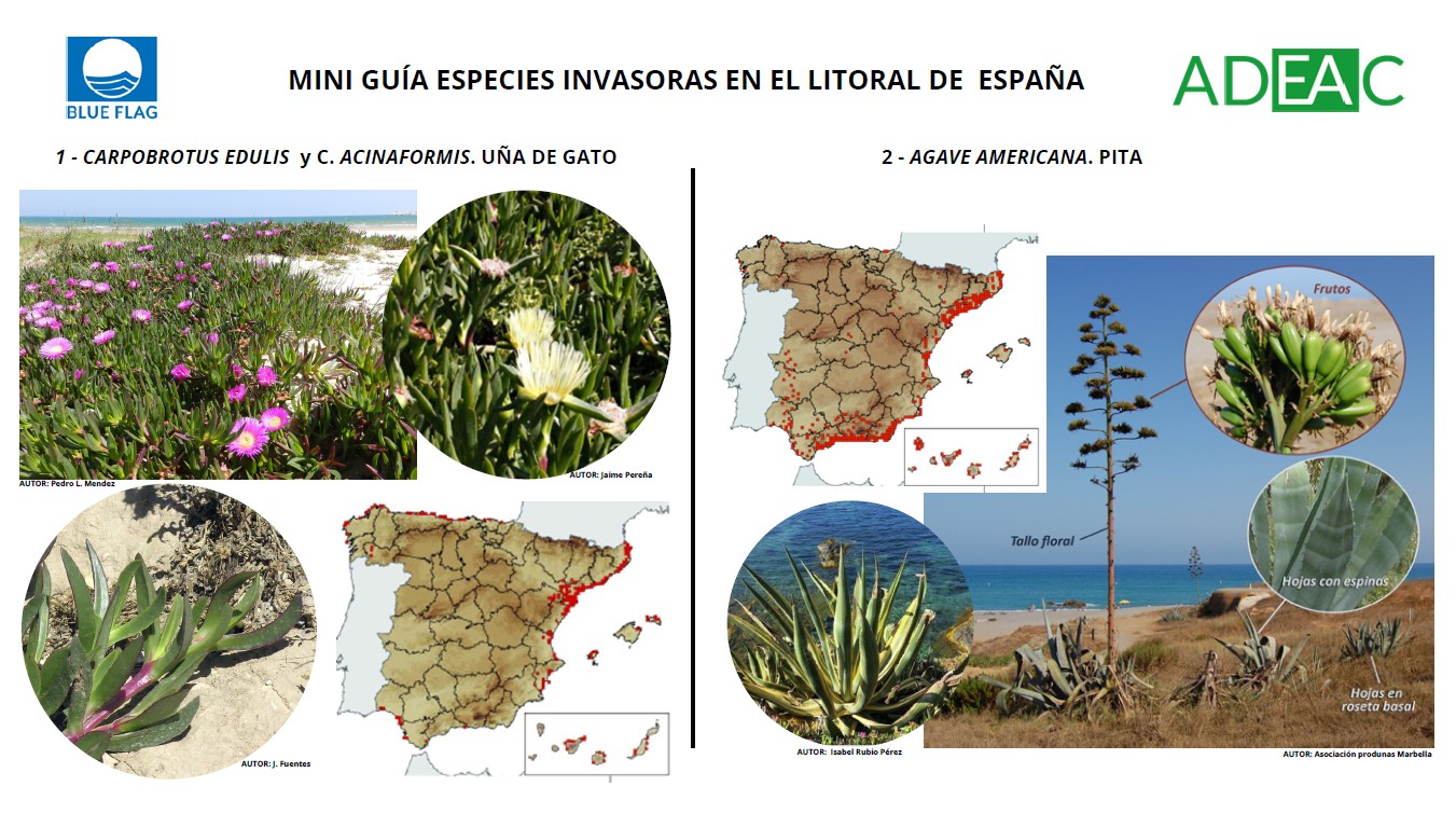 Miniguía de especies de flora invasora