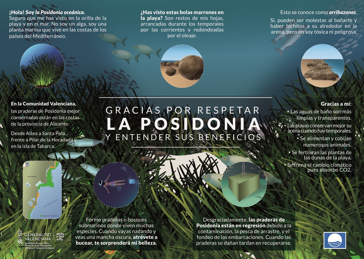Poster Posidonia oceanica