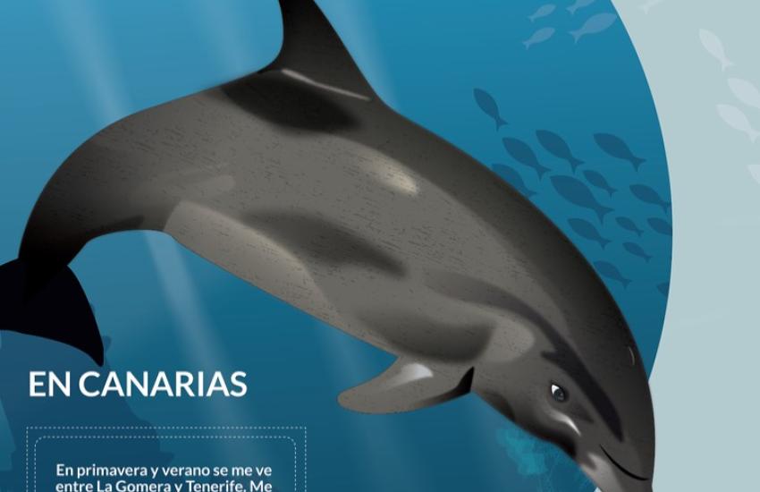 Poster Bandera Azul y LIDL: El Delfín Mular