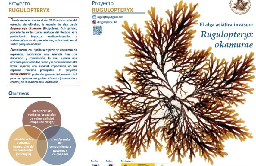 Folleto Rugulopterix okamurae