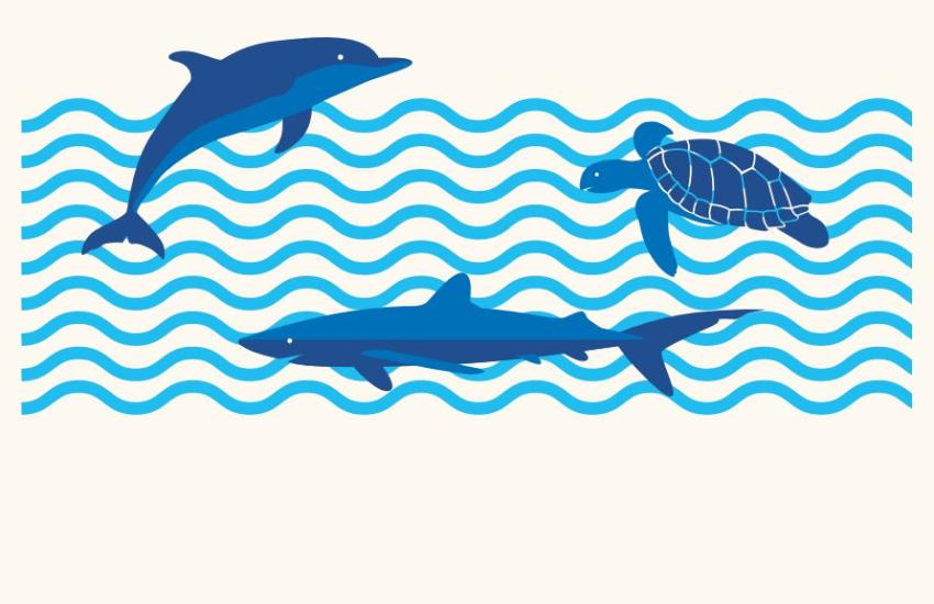 Poster varamientos de animales marinos Fundación Oceanogràfic València
