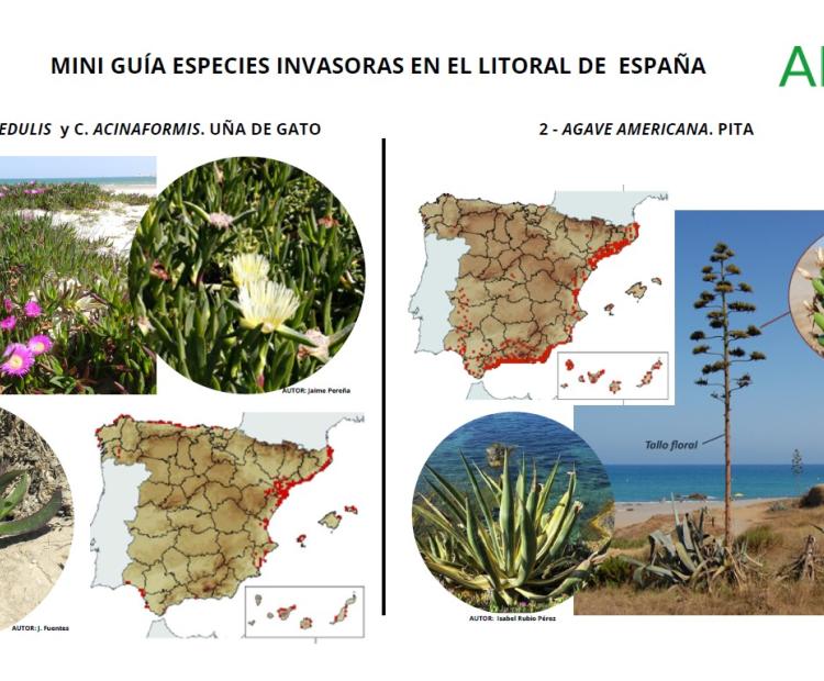 Miniguía de especies de flora invasora