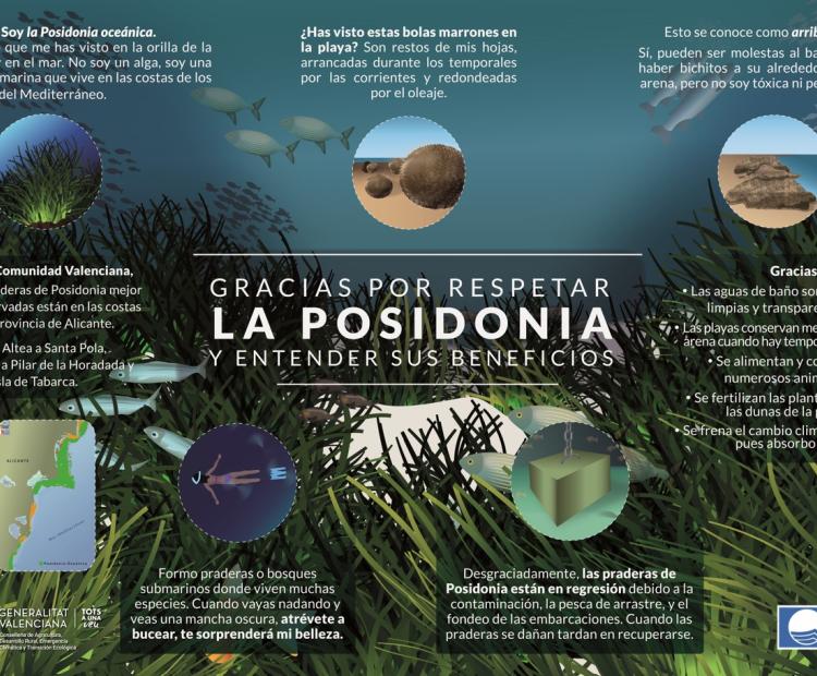 Poster Posidonia oceanica
